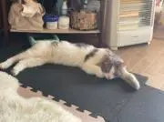 てりの画像