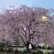 mikecoroの画像