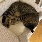 ネロの画像