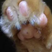 きぃにゃん   プロフ必読の画像