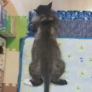 ちびうさ