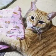 ひろこ