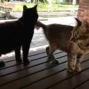 あおいねこの画像