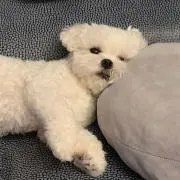 しおの画像