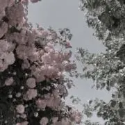 にこりんの画像