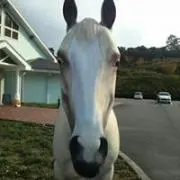 馬さん。だよ!!ヽ(゜д゜ヽ)
