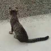 ねこ★匿名配送の画像