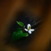 lizard_tail