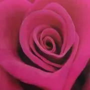 ペッコの画像