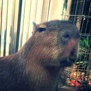かぴの画像