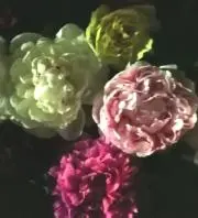 碧の画像