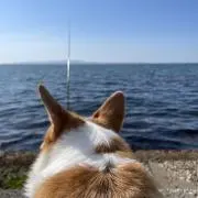 ぬぴ君の画像
