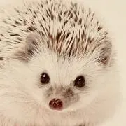 気まぐれハリネズミの画像