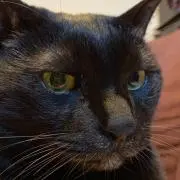 DIAcatの画像