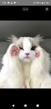 らん丸☆の画像