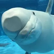どらやきの画像