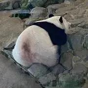 ゆずミントの画像