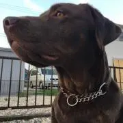 バーベルの画像