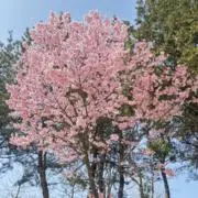 ✩✩✩✩✩の画像