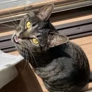 muu[猫飼ってます！］の画像