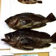 Hiroakiの画像