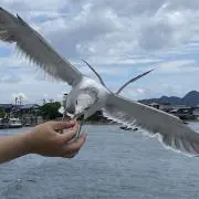 キューピーの画像