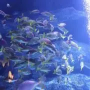 ASAKAの画像