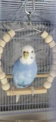 みーたん