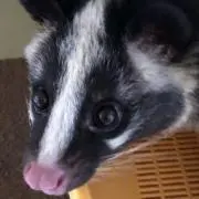 kouの画像