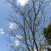 ふにお