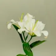 moe*の画像
