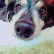 ponの画像