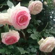 mimirose❁*の画像