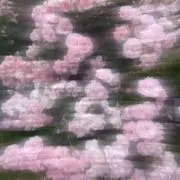 Shuの画像