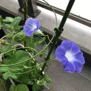 いっちの画像