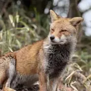 槙の画像