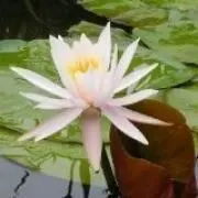 Vegaの画像