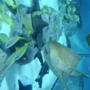 るーるんの画像