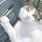 O'sの画像