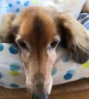 gutiの画像