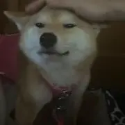 全力少女もののふの画像