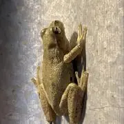 コケがえるの画像