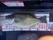 テッチャン