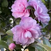 Pinky：の画像