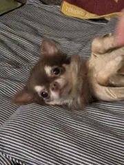 ユミ