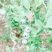すけの画像