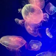 のんたこの画像