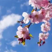 咲空 -おまとめ200円引き-の画像