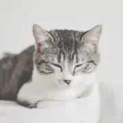 アオイの画像