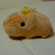 MOMO